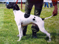 Pedigree SEMEGHINI MORGAN Pedigree SEMEGHINI MORGAN